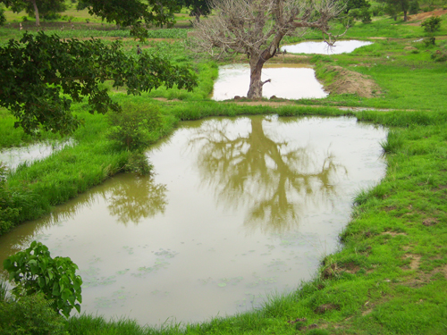 Rehabilitated small dam in Togo: Local communities are increasingly aware of the role of plants and forests in conserving water and soil and of the need to manage landscapes to reduce evaporation and encourage biodiversity renewal. Text and photograph from the Report.